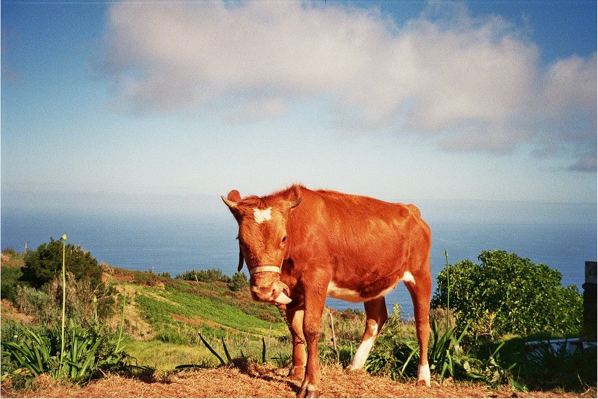 ERASMUS / MADEIRA project image 1